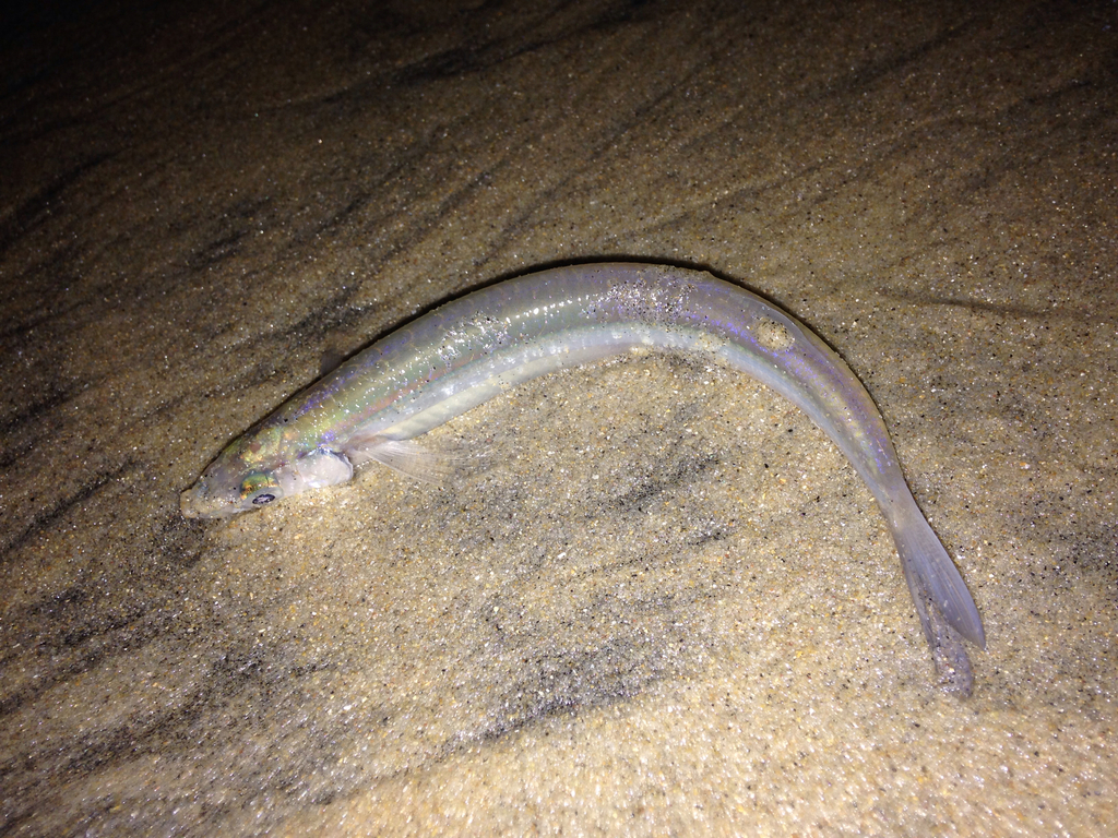 Grunion