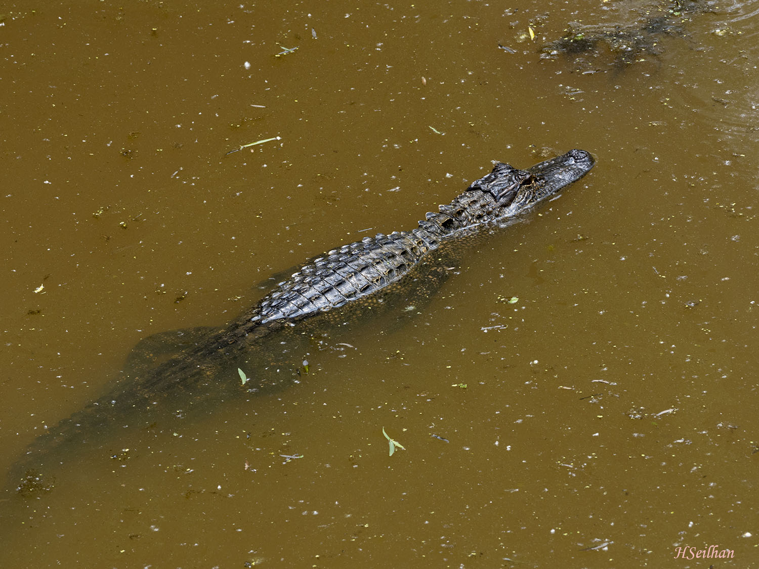 alligator swimming