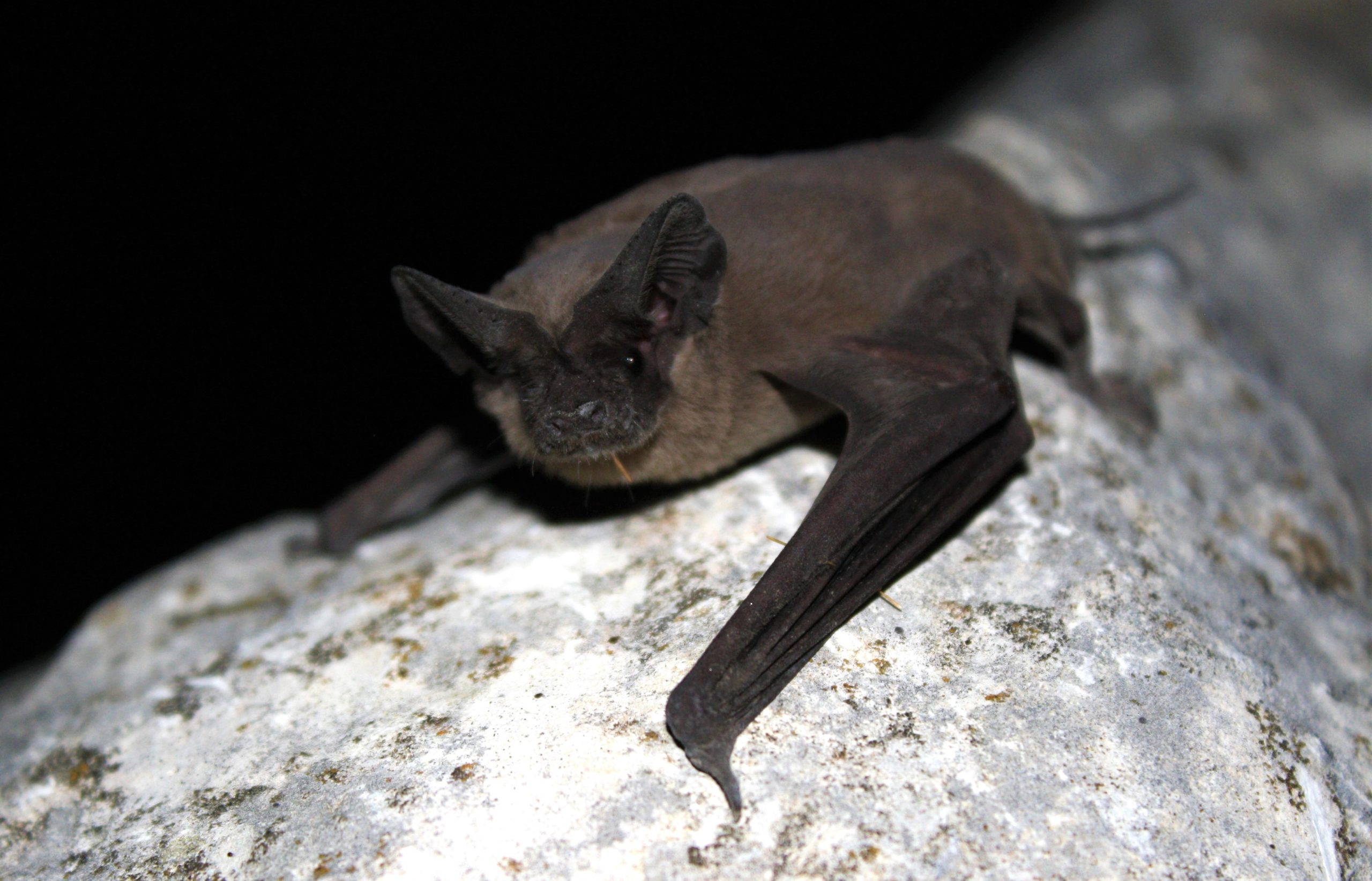 mexican free-tail bat