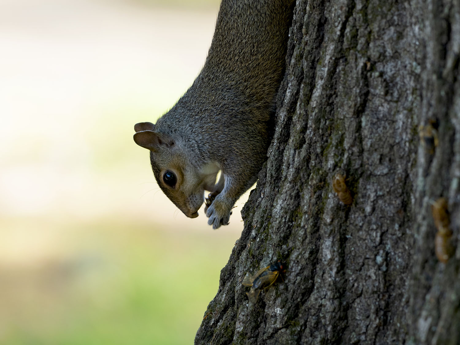 squirrel eating cicada