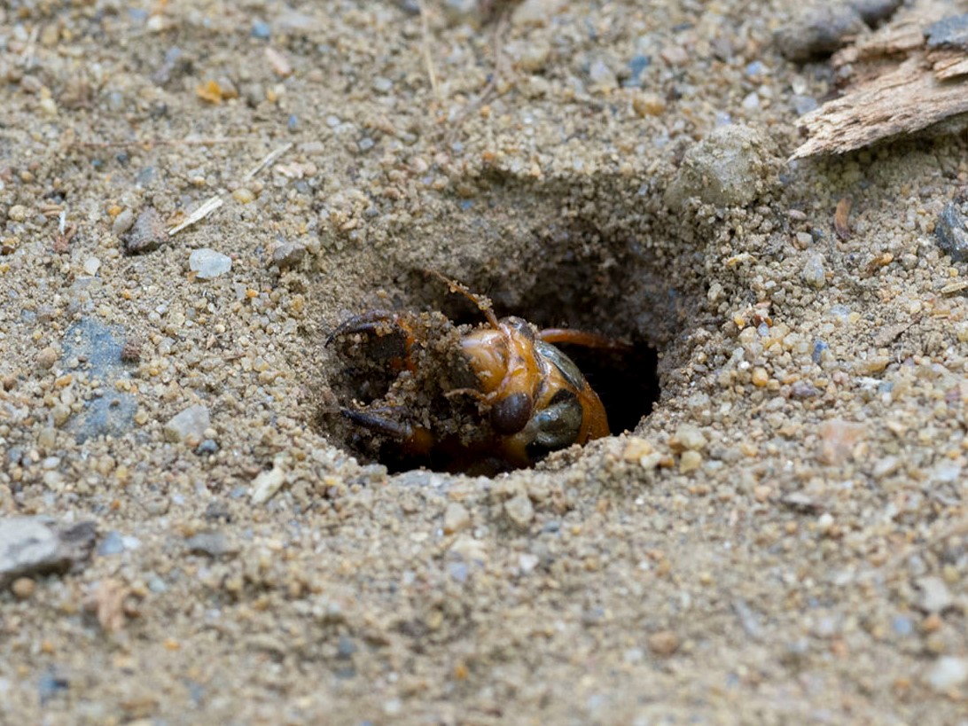 cicada nymph peeking out