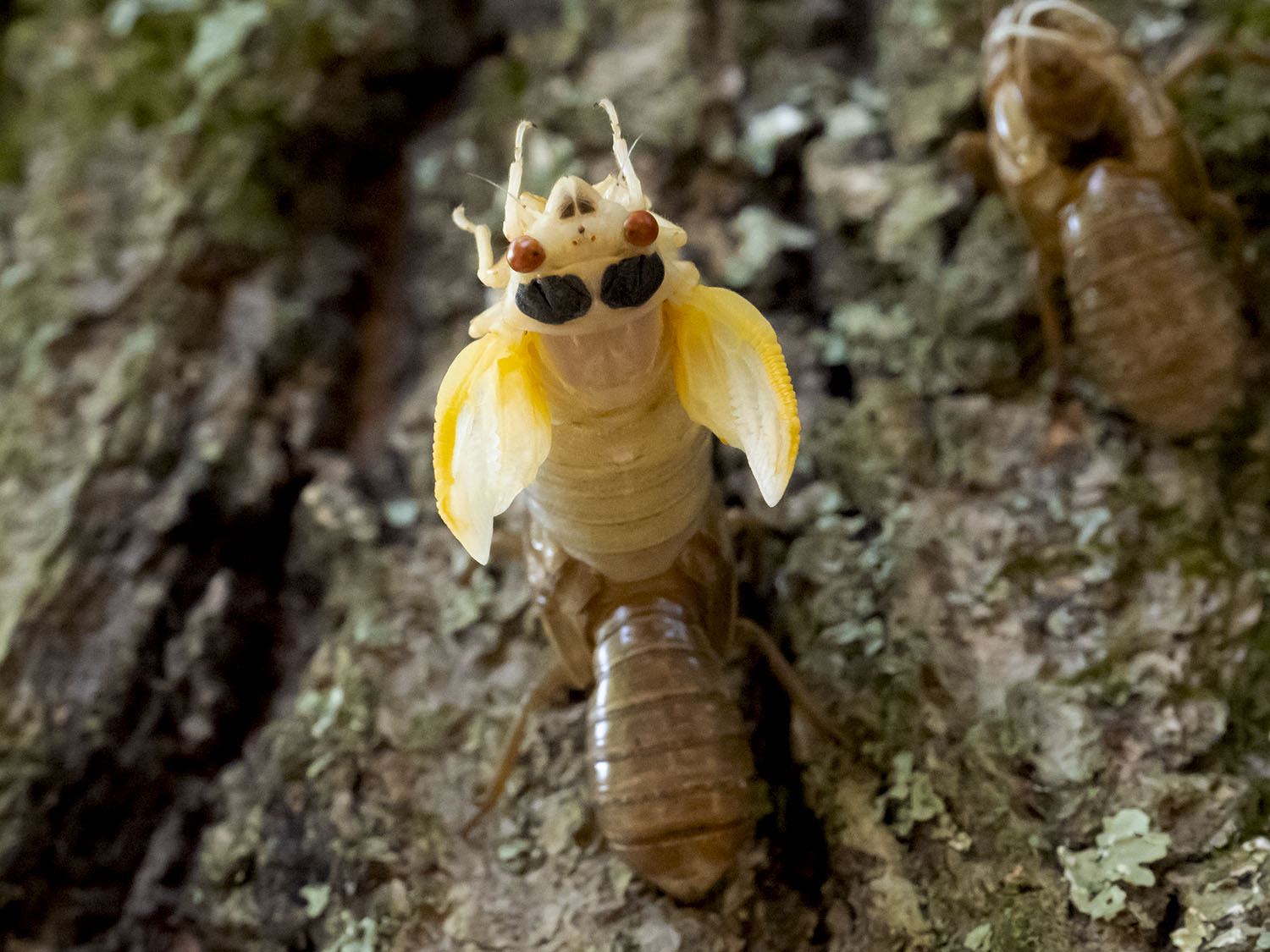 nymph emerging