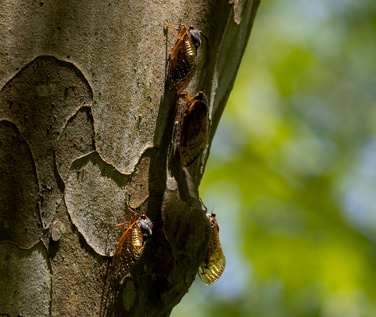 adult brood x cicadas in tree