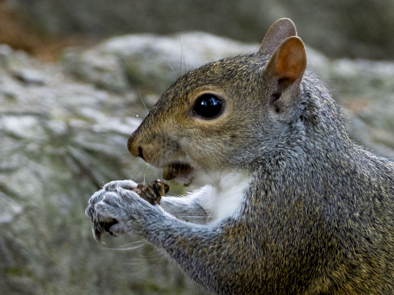 squirrel devouring cicada