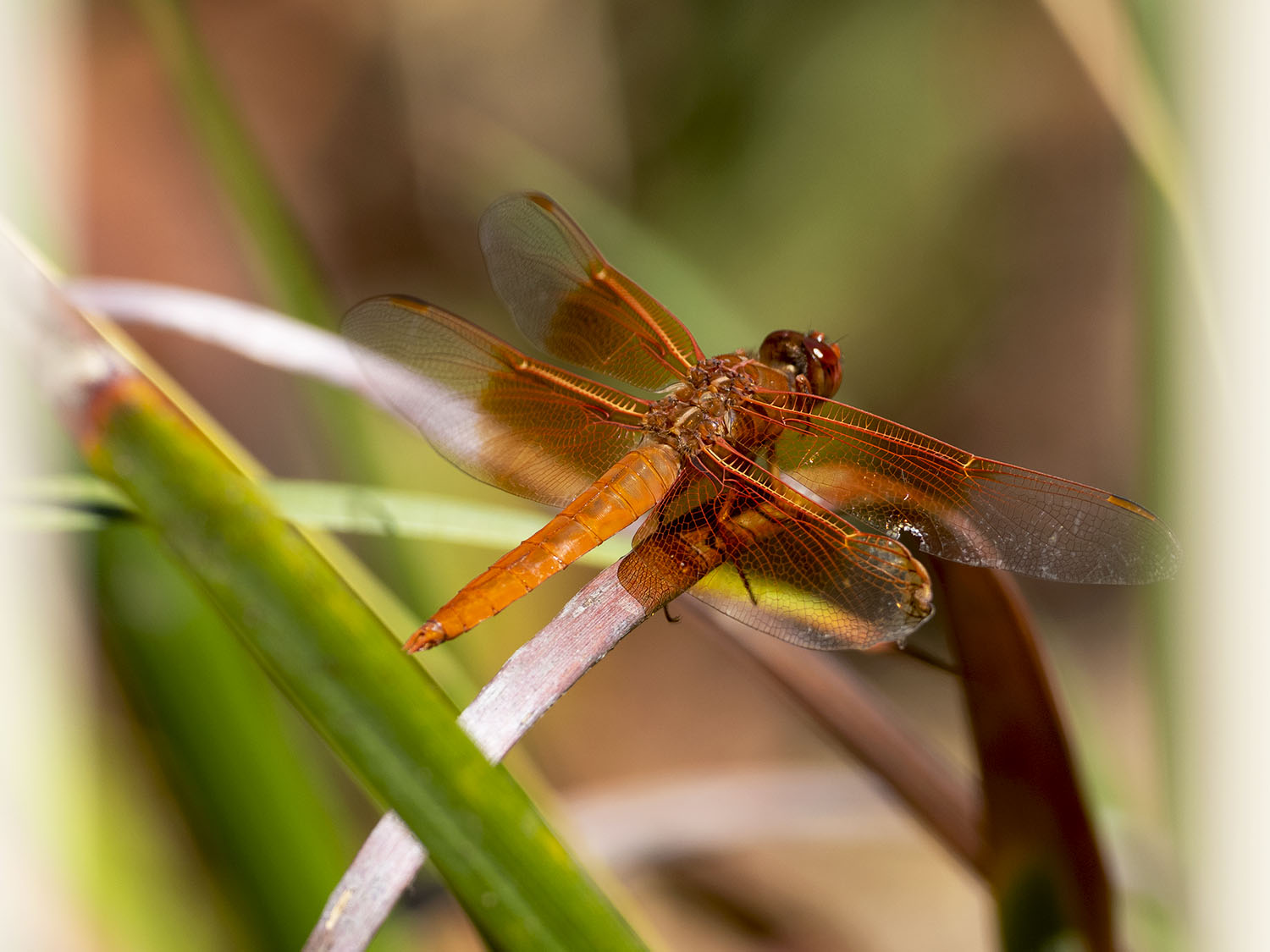 dragonflies