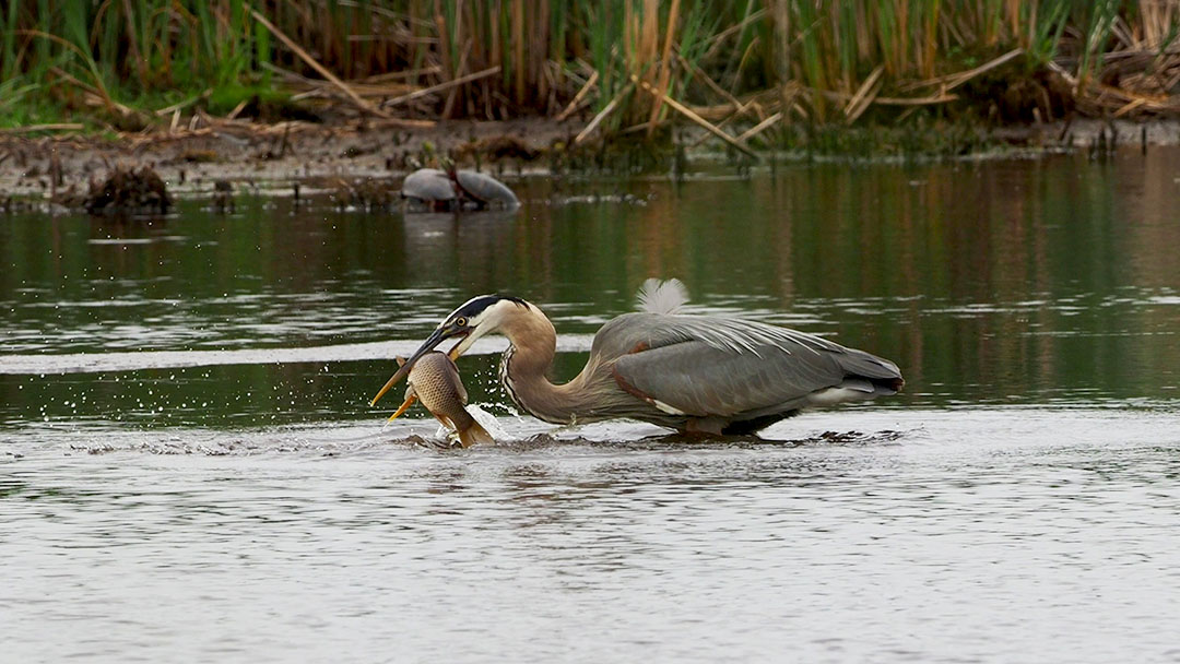 herons catching fish