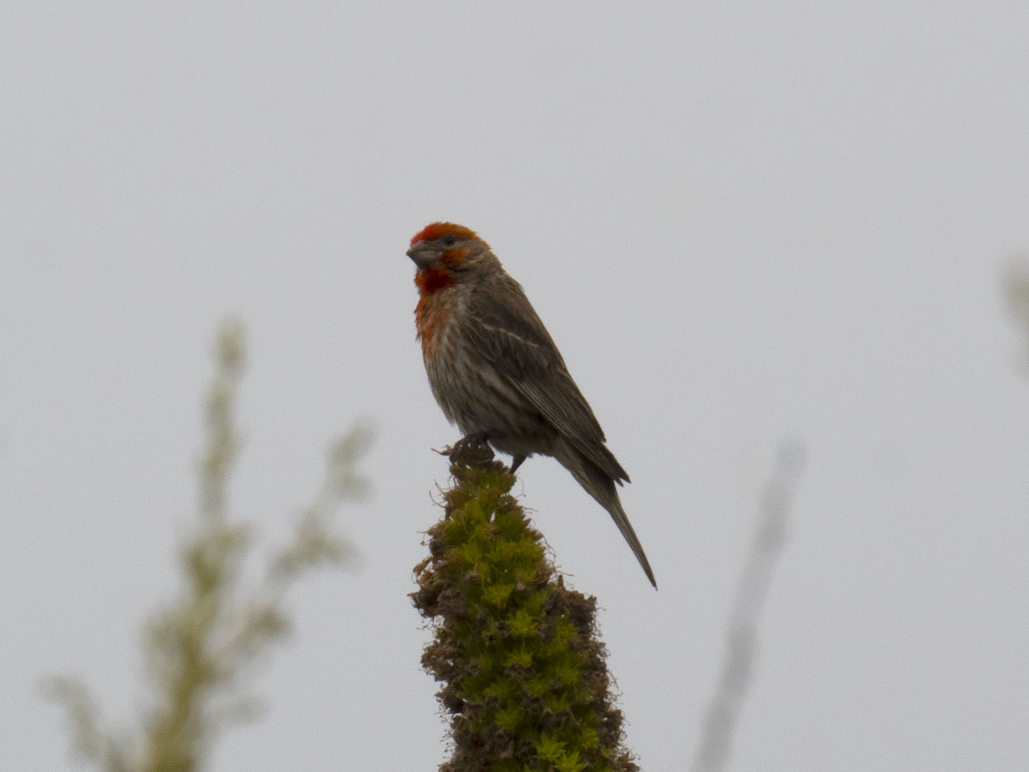 male house finch