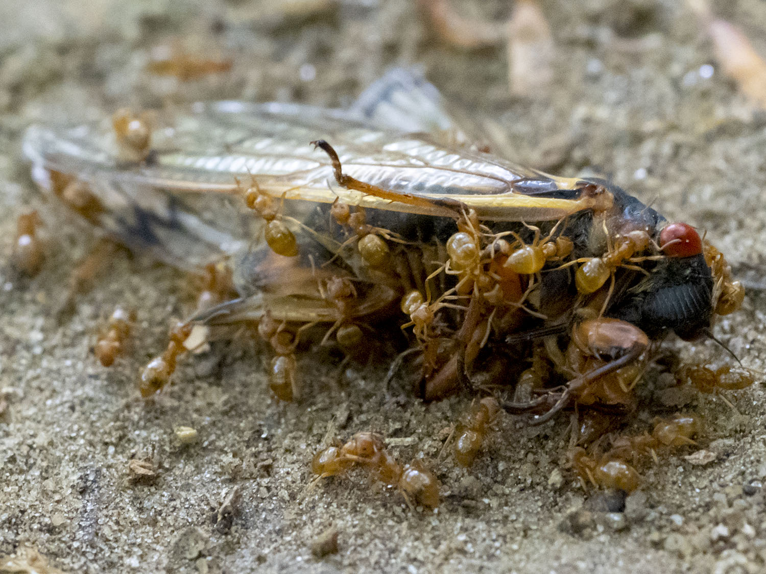 creatures devouring cicadas