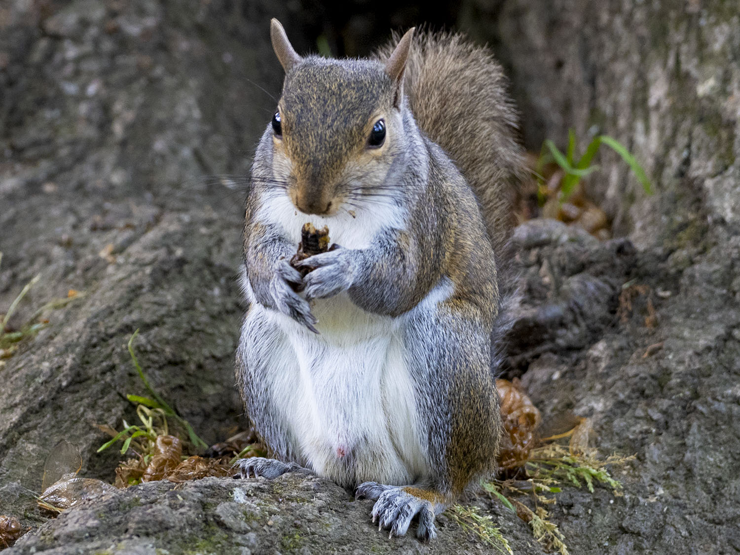 squirrels devouring cicadas