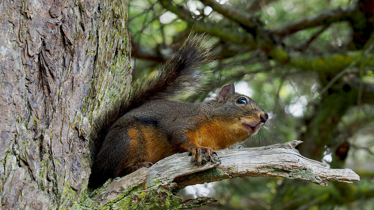 douglas squirrel