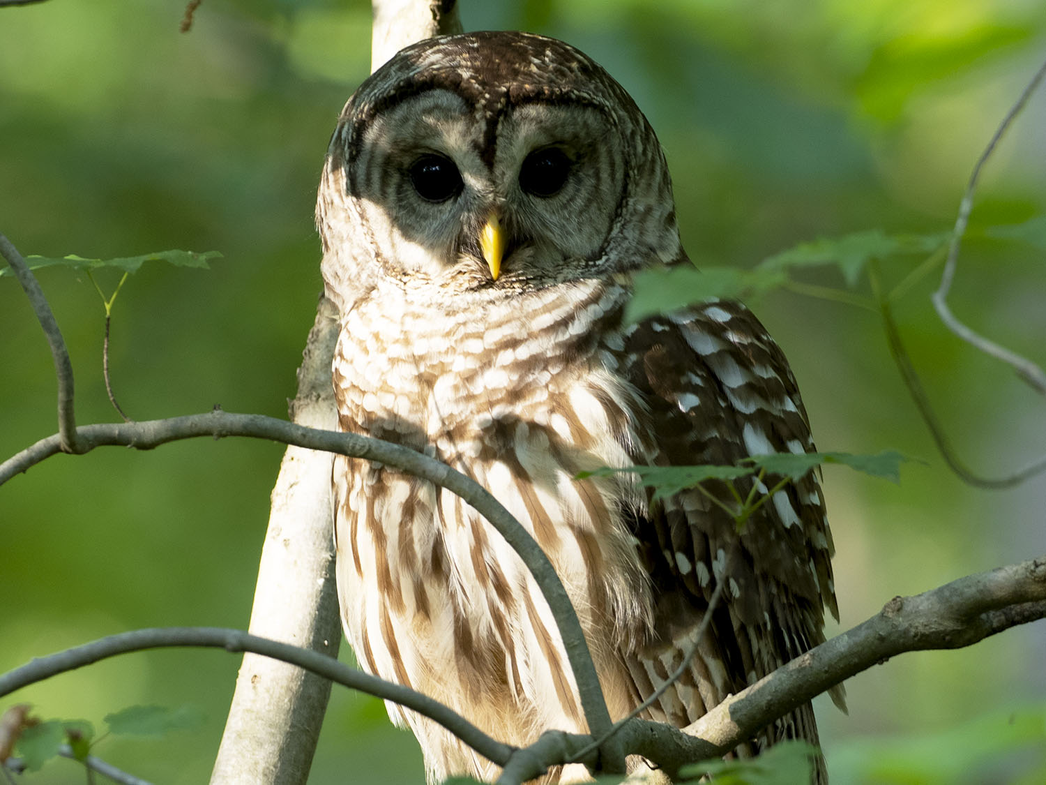 owl vs bird