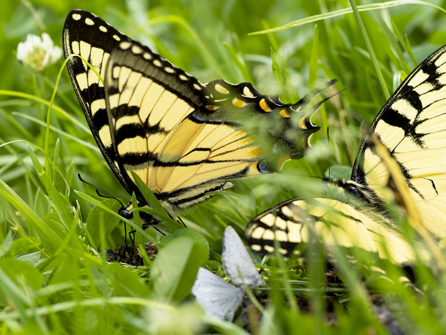 butterflies eating poop