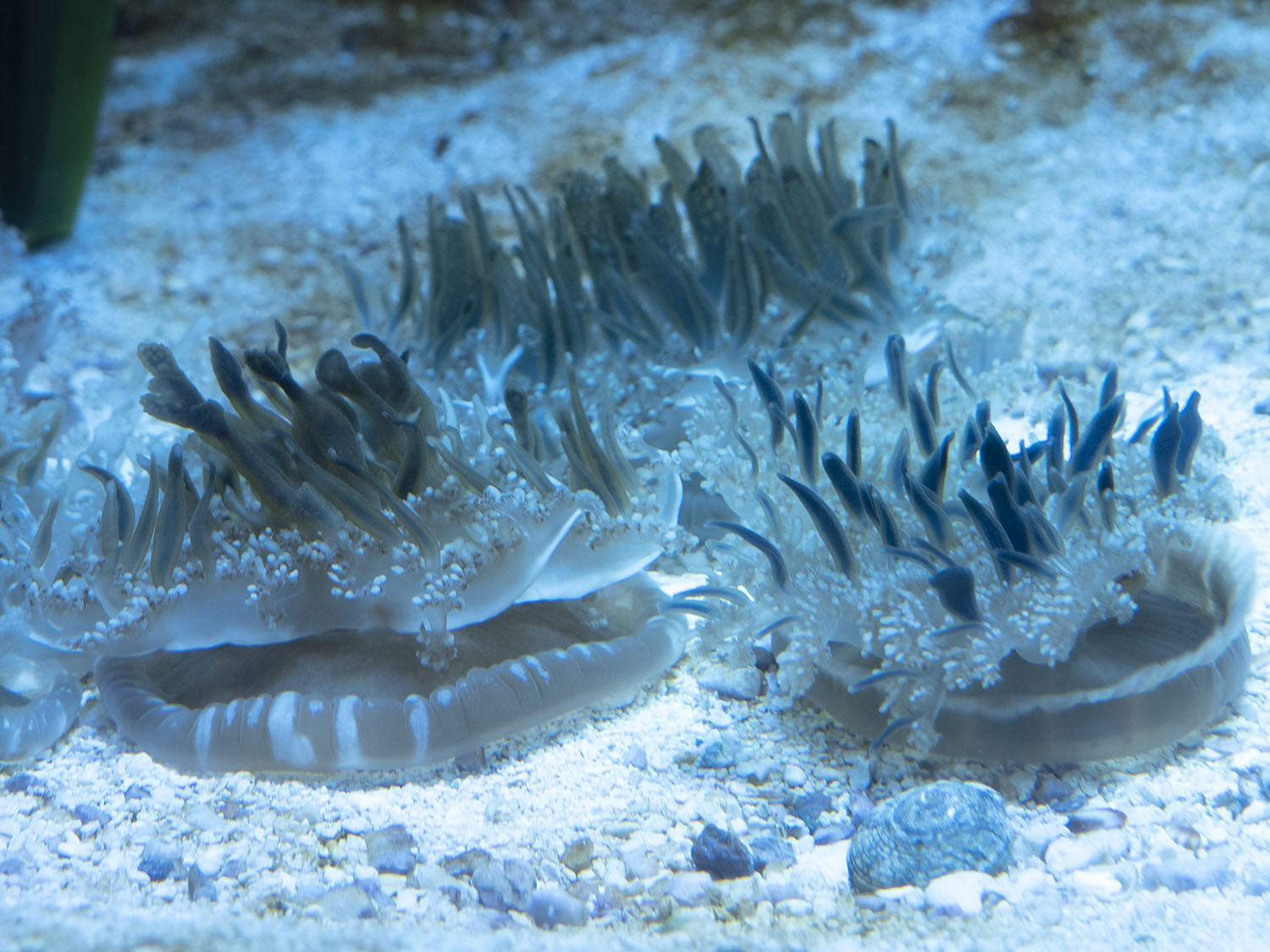 upside down jellyfish