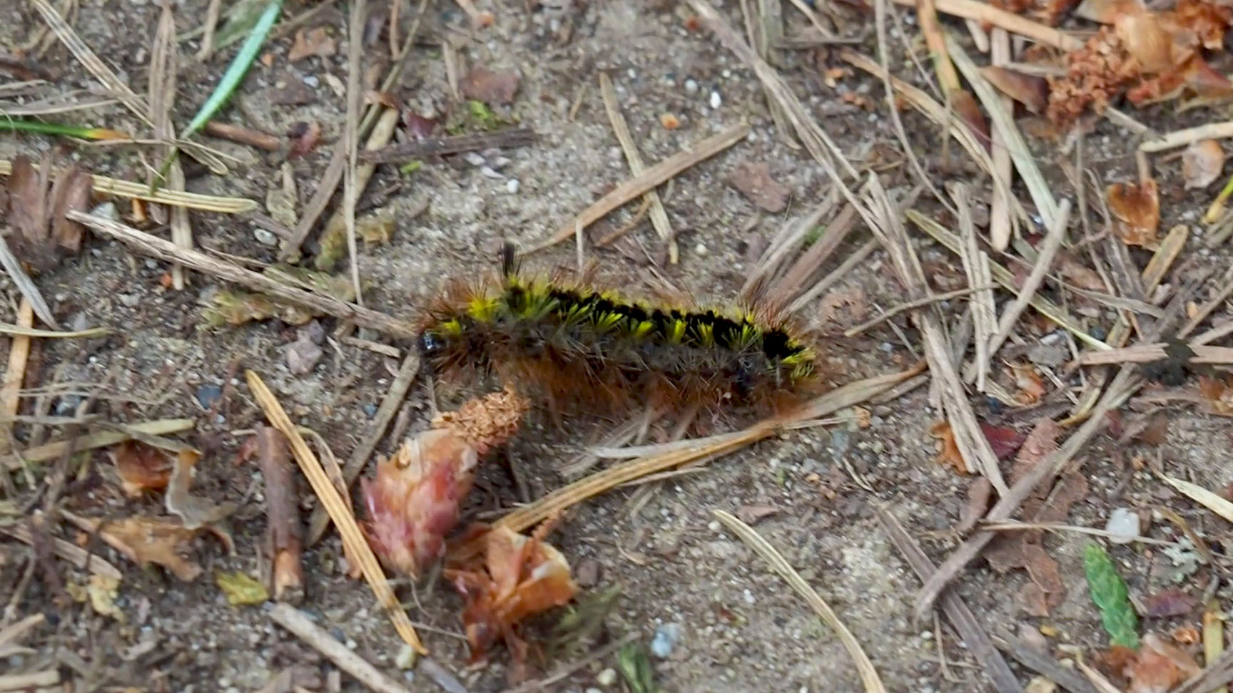 caterpillar