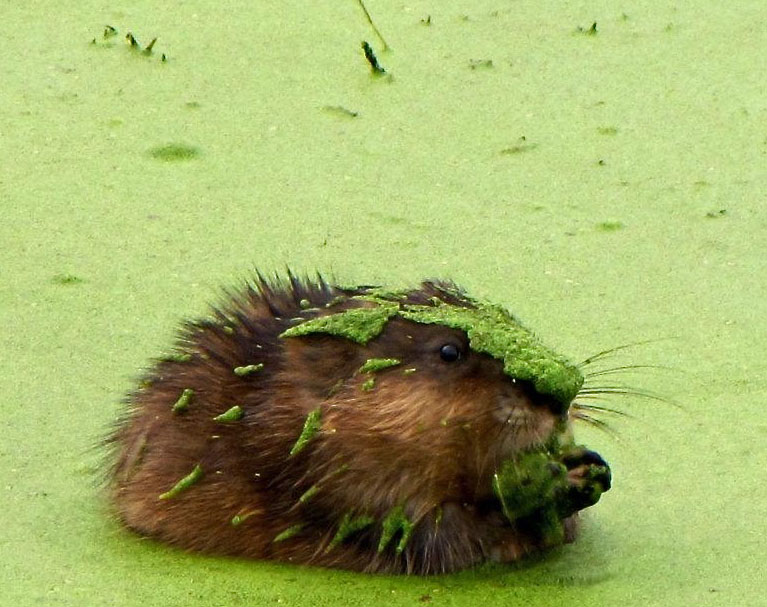 the mighty muskrat