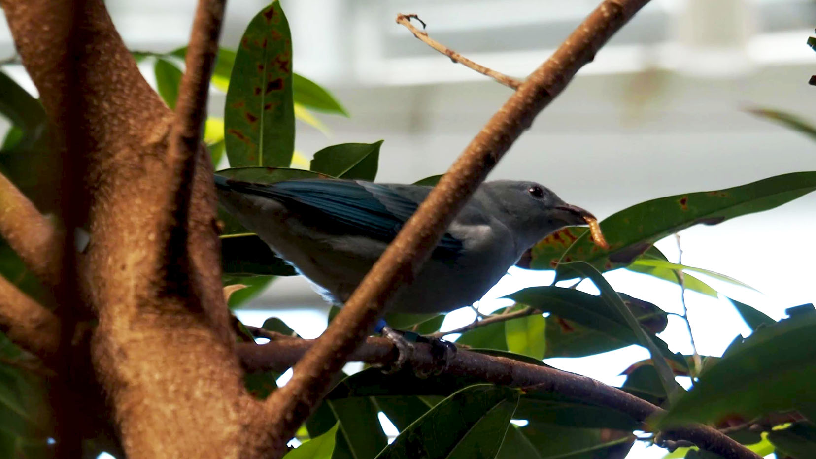 blue gray tanager