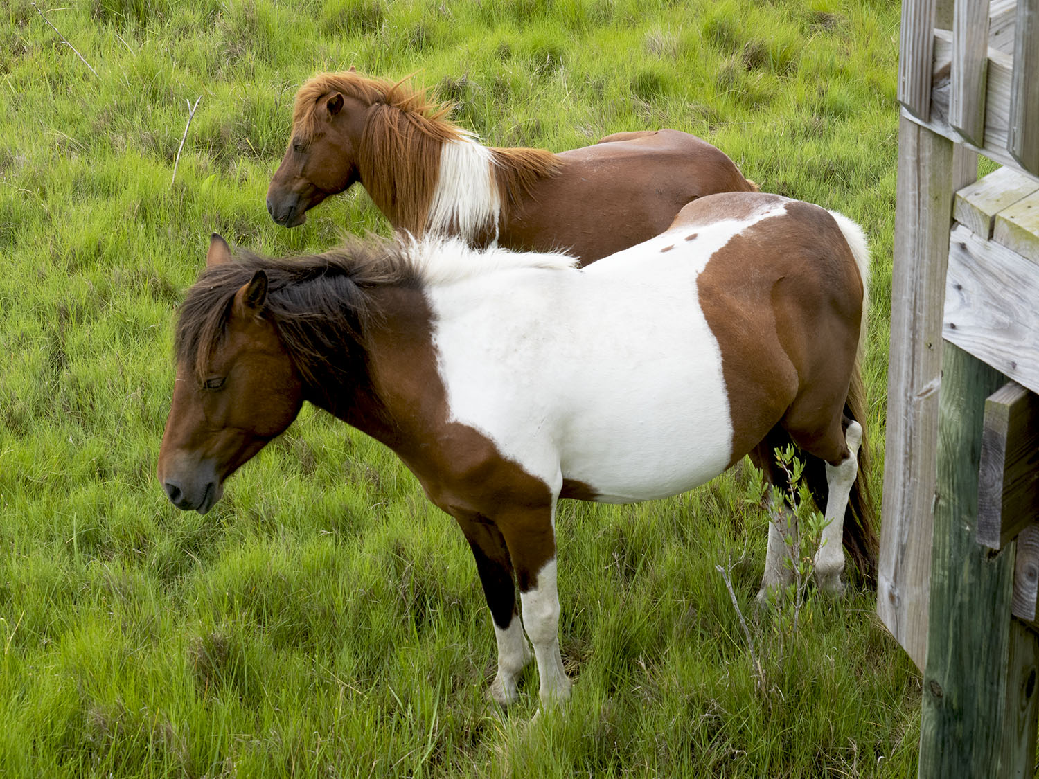 wild horses