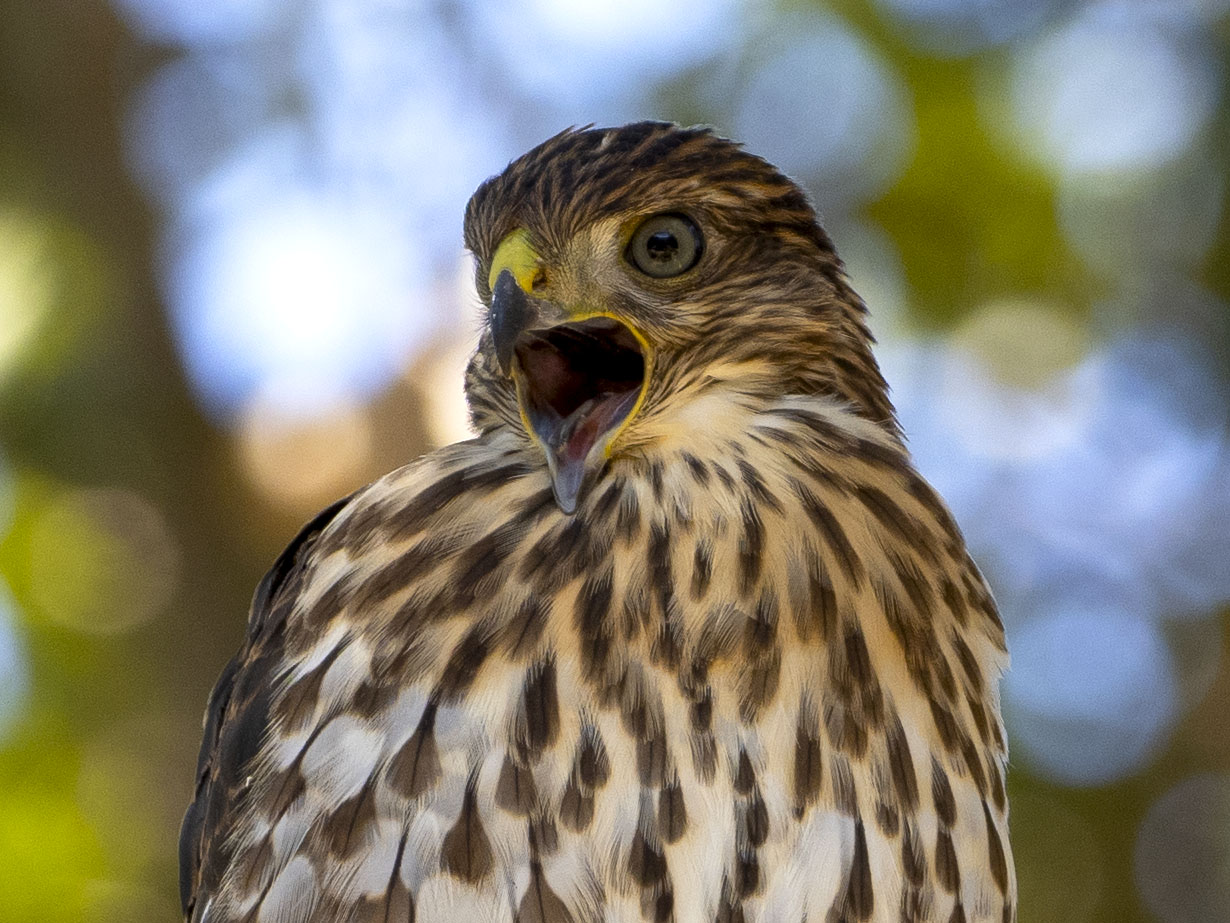 Cooper's Hawks