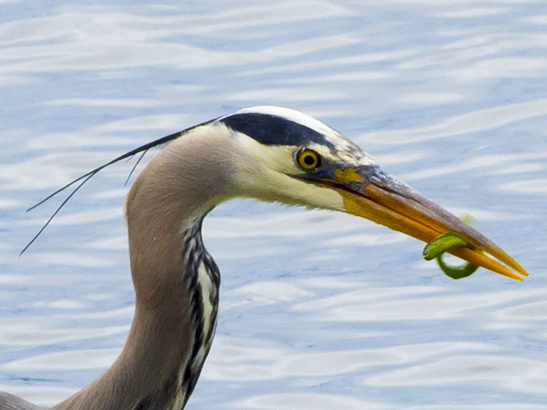 great blue herons