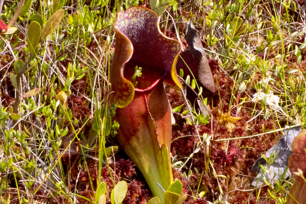 carnivorous plants