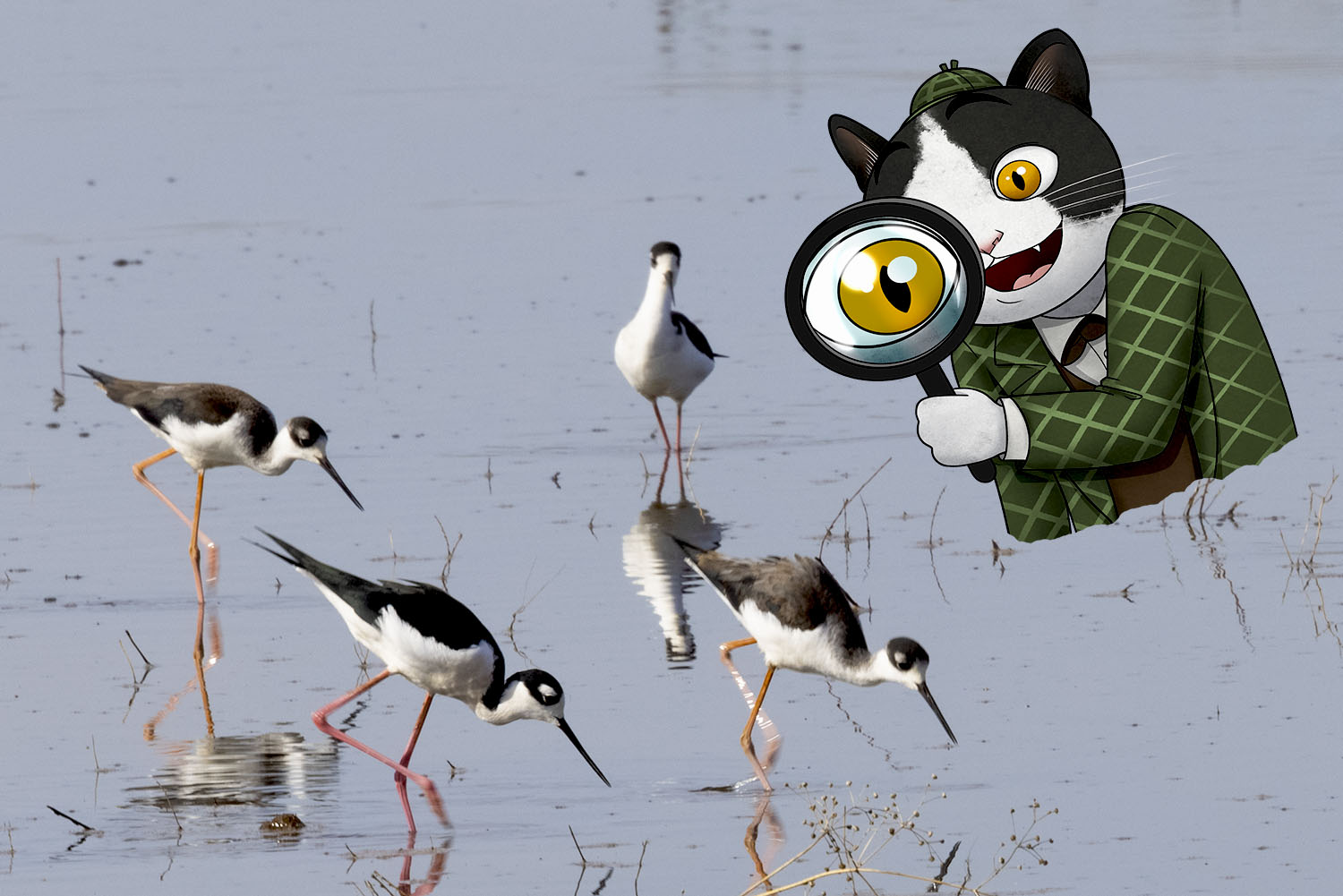 black-necked stilts