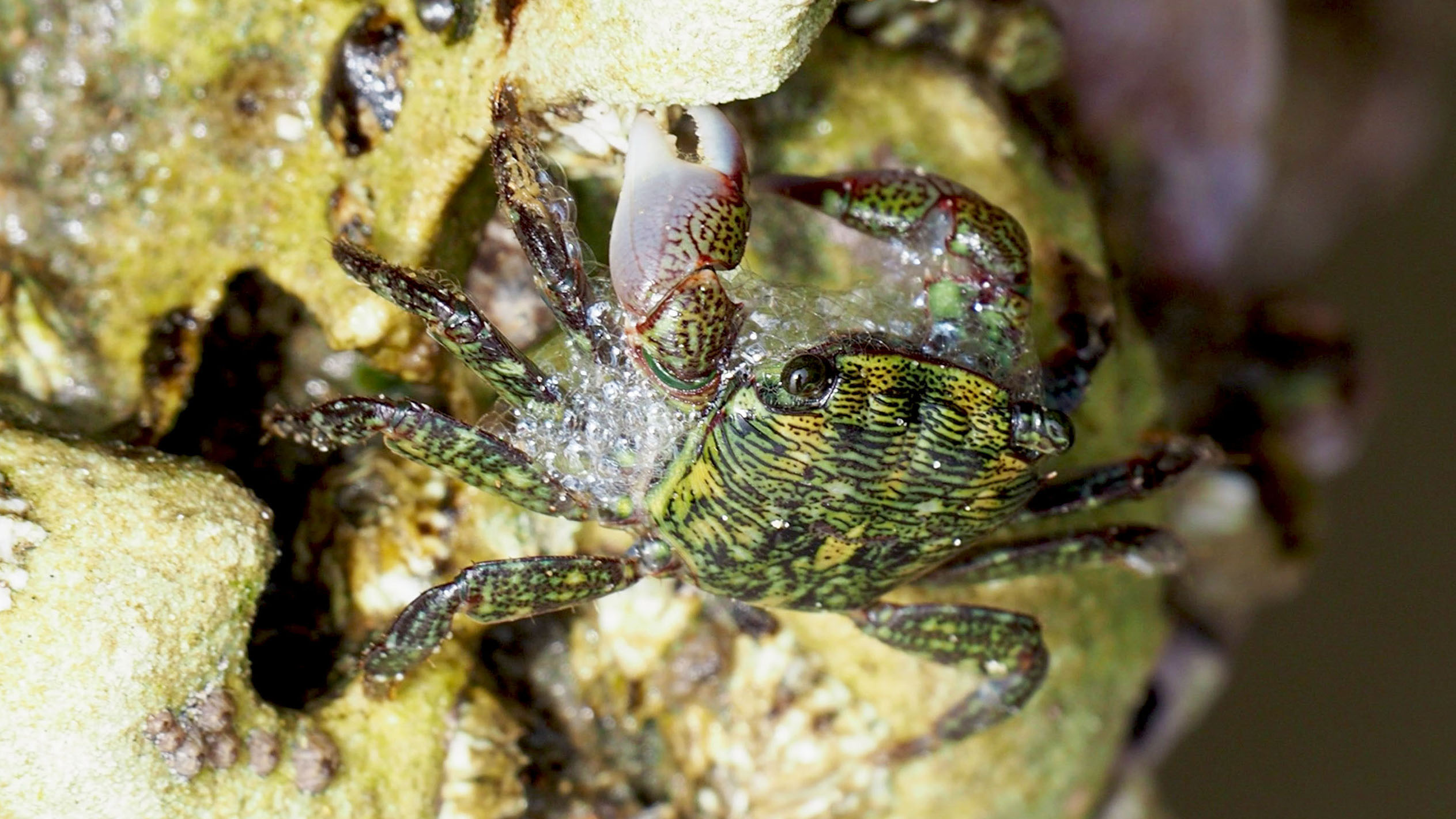 crabs blowing bubbles