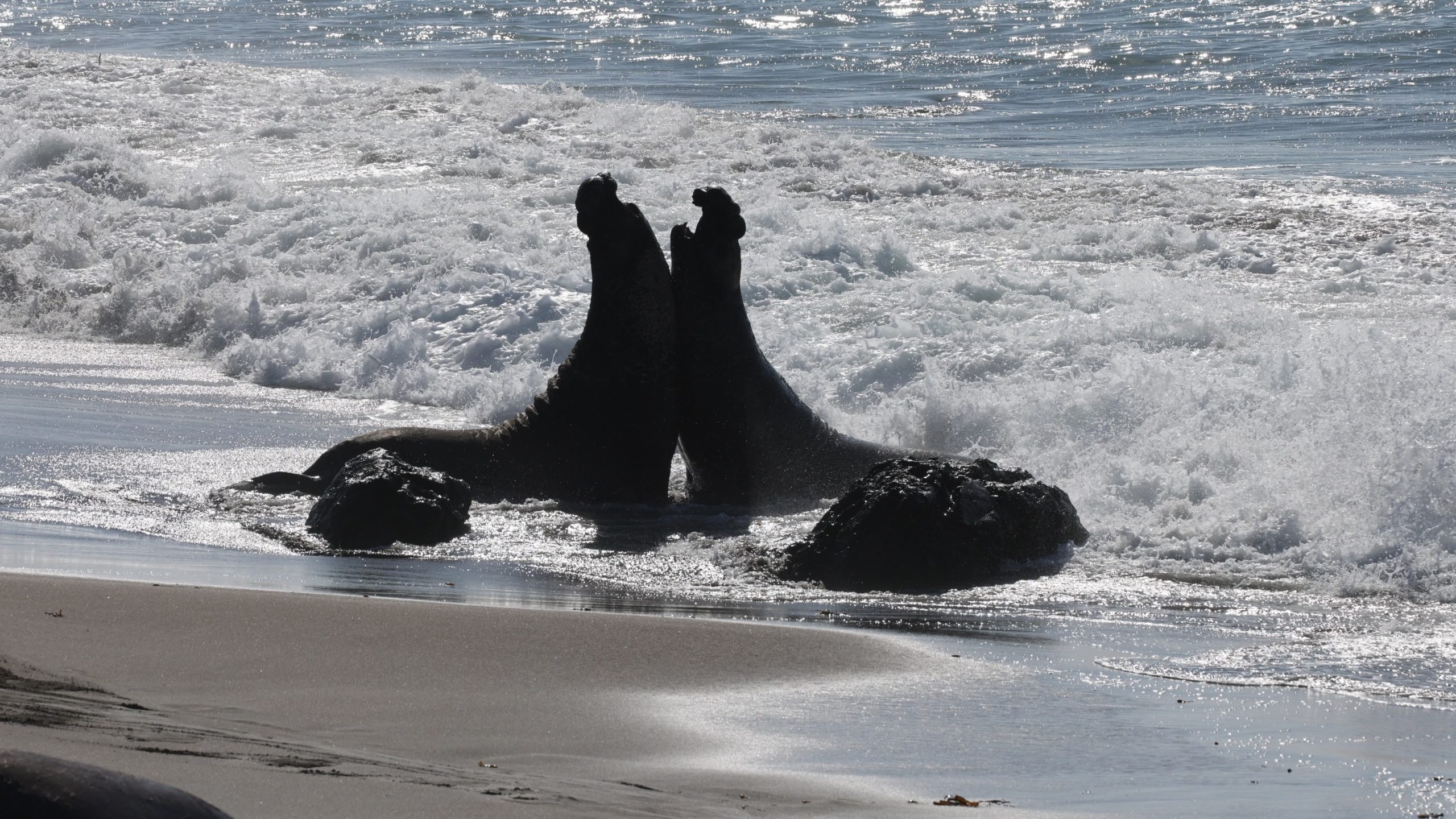 elephant seal