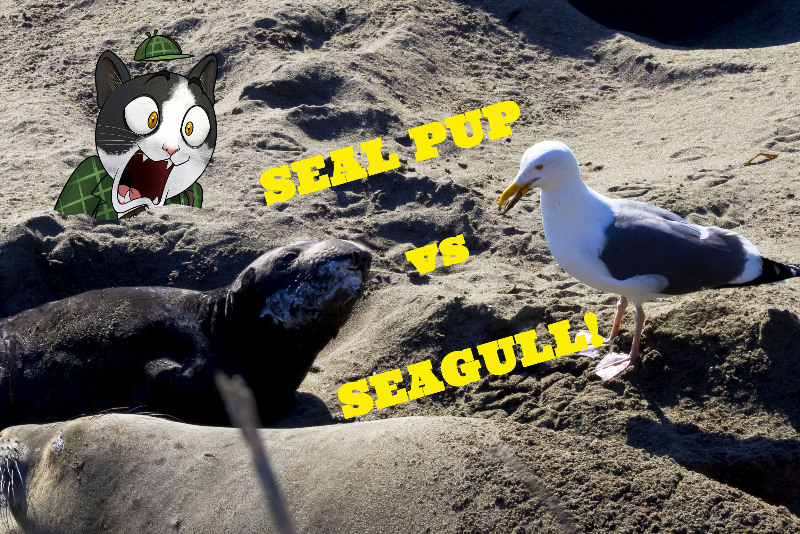 seal pup vs seagull