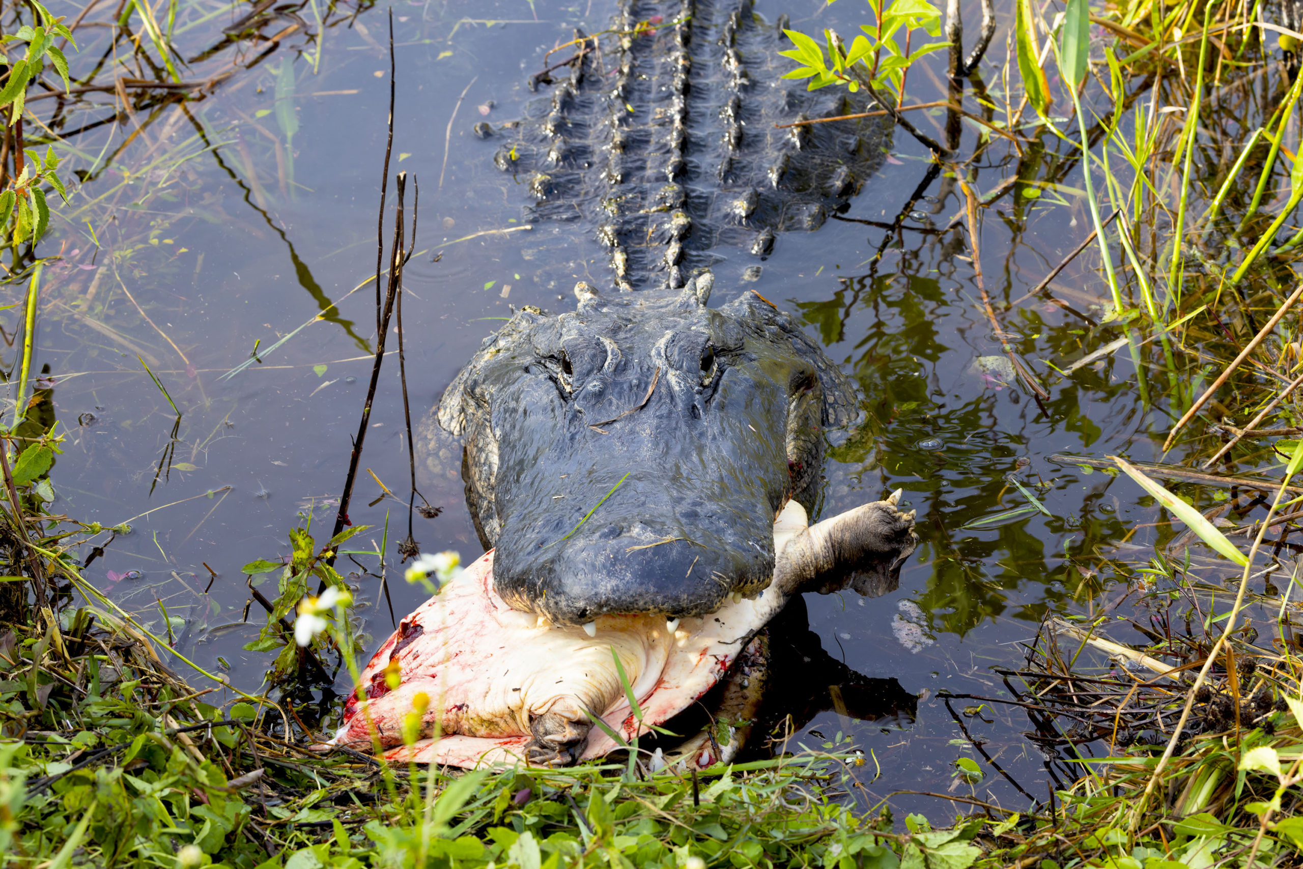 alligator