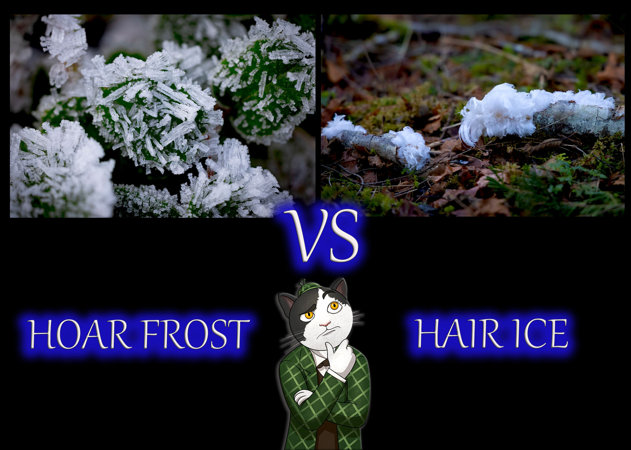 hoar frost vs hair ice